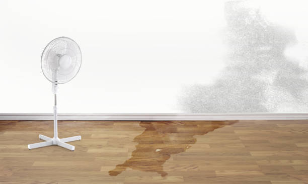 Best Ceiling water damage repair  in Emporia, VA